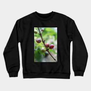 Coffe seeds Crewneck Sweatshirt